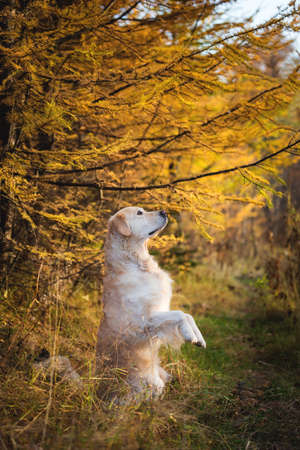 Portrait of cute and happy dog breed golden retriever standing on hind legs outdoors in the bright autumn forest at sunsetの写真素材
