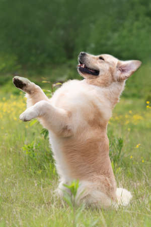 Portrait of cute and happy dog breed golden retriever standing on hind legs outdoors in the fieldの写真素材