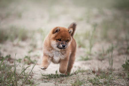 Portrait of Cute Shiba inu puppy running in the yard in summer. Beautiful Red japanese shiba inu dogの写真素材