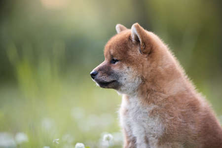 Profile Portrait of beautiful and happy red shiba inu puppy sitting in the green grass and white flowers in summer. Cute and adorable japanese red dog posing in the meadow.の写真素材