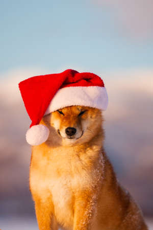 Close-up Portrait of cute and happy red shiba inu dog sitting in the winter field, wearing red christmas santa claus hat at golden sunsetの写真素材