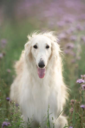 Portrait of beautiful dog breed russian borzoi standing in the green grass and violet lupines field in summerの写真素材