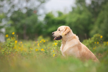 Profile portrait of cute golden retriever dog sitting in the green grass and flowers background in...