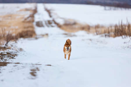 Portrait of cute and funny shiba inu puppy running on the snow on the road in the winter field. Lovely red japanese red shiba inu dog having fun outdoorsの写真素材