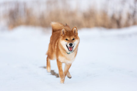 Close-up Portrait of cute and funny shiba inu puppy running on the snow in the winter field. Lovely red japanese red shiba inu dog having fun outdoorsの写真素材