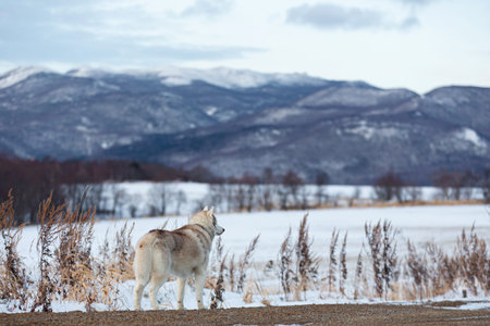 Portrait of Beautiful dog breed siberian husky standing back to the camera on the snow in the winter...