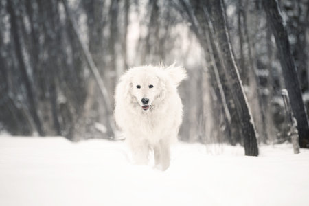 Portrait of beautiful, happy and free maremmano abruzzese sheepdog. Image of big white fluffy...
