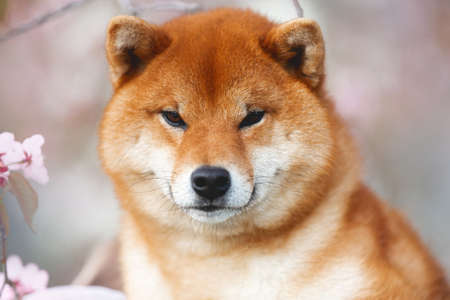 Close-up portrait of beautiful red shiba inu dog on cherry blossom's background. Japanese shiba dog and blooming sakura. Hanamiの写真素材