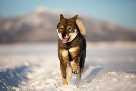 Close-up portrait of cute and happy japanese dog breed shikoku running in the snow field in winter