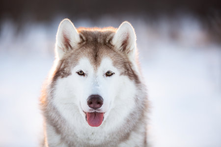 Close-up Portrait of beautiful, happy and free Siberian Husky dog sitting on the snow in the winter enchanting forest at sunsetの写真素材