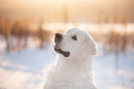 Close-up Portrait of beautiful golden retriever dog outdoors in winter at sunsetの写真素材