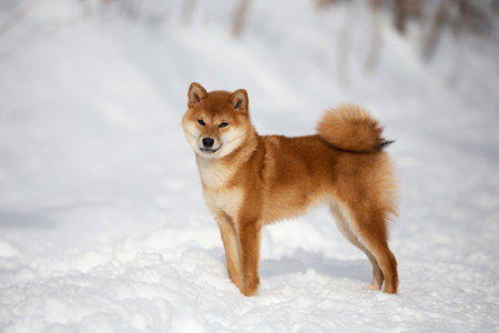 Profile Portrait of cute and happy shiba inu puppy stacking in the forest in winter. Beautiful young Japanese shiba inu female dog in the snowの写真素材