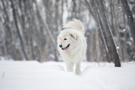 Portrait of beautiful, happy and free maremmano abruzzese sheepdog. Image of big white fluffy...