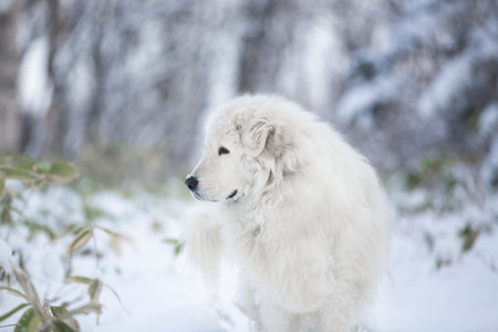 Profile Portrait of gorgeous and free maremmano abruzzese sheepdog. Close-up of big and beautiful...