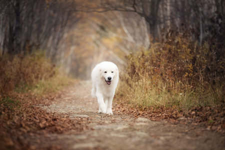Portrait of big and beautiful white maremma dog running in the enchanted autumn forest