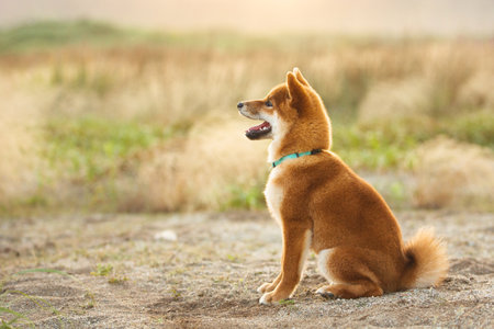 Portrait of cute and happy red shiba inu dog sitting outdoors at golden sunset. Adorable Young Japanese shiba inu dog sitting in the meadow in summerの写真素材