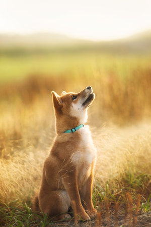 Portrait of cute and happy red shiba inu dog sitting outdoors at golden sunset. Adorable Young Japanese shiba inu dog sitting in the meadow in summerの写真素材