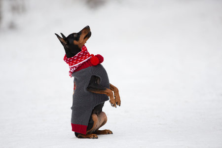 Portrait of cute miniature pinscher in a christmas red scarf and gray sweater sitting on the hind...