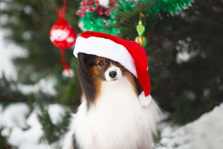 Close-up Portrait of the cute papillon dog in a Santa hat sitting under the fir-tree in the forest. Adorable toy continental dog is ready to Christmas.の写真素材