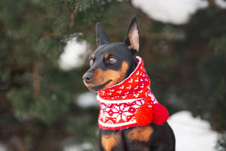 Profile Portrait of cute miniature pinscher in a christmas red scarf sitting in the forest in winter. Beautiful Zwergpinscher dpg is ready to the New Year celebrationの写真素材