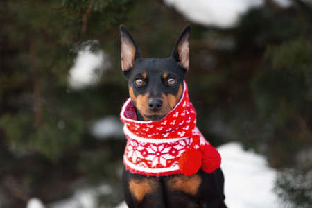 Close-up Portrait of cute miniature pinscher in a christmas red scarf sitting in the forest in winter. Beautiful Zwergpinscher dpg is ready to the New Year celebrationの写真素材