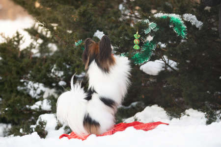 Close-up Portrait of the cute papillon dog is decorating christmas tree under in the forest. Adorable toy continental dog is ready to Christmas and the New Year.の写真素材
