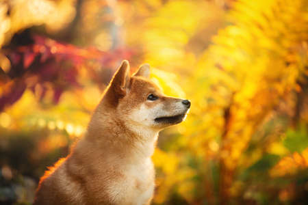 Close-up Portrait of beautiful and happy shiba inu puppy sitting in the fall forest at golden sunset. Profile of Cute Red shiba inu female puppy in autumnの写真素材