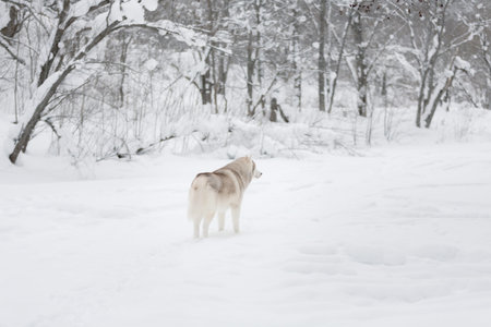 Profile portrait of Beautiful, happy and free dog breed siberian husky standing back to the camera...