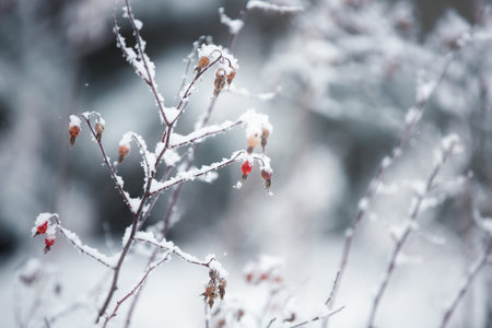 Red rosehip berries with hoar frost in winter