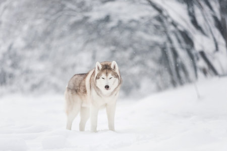 Close-up Portrait of Beautiful and free dog breed siberian husky standing on the snow in the fairy...
