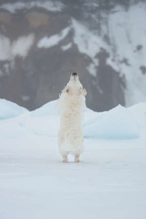 Portrait of crazy, cute and happy golden retriever dog jumping outdoors at the seaside on the snow in winterの写真素材