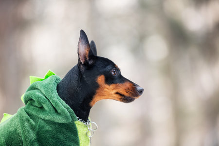 Profile Portrait of Beautiful miniature pinscher in the green dinosaur's suit sitting in the forest in winter. Cute zwergpinscherの写真素材