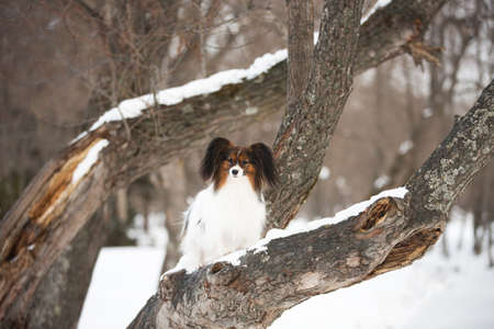 Portrait of cute Papillon dog sitting on the tree in the forest in winter. Beautiful and happy Continental toy spaniel outdoorsの写真素材