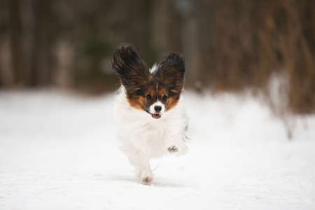 Cute and funny Papillon dog running on the snow path in winter. Adorable toy continental dogの写真素材