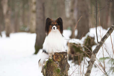 Portrait of cute Papillon dog standing on the tree stump in the forest in winter. Beautiful and happy Continental toy spaniel outdoorsの写真素材