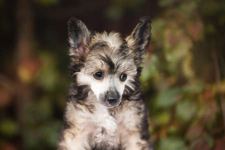 Close-up portrait of cute powderpuff chinese crested dog in autumn forest. Profile Image of lovely fluffy puppyの写真素材
