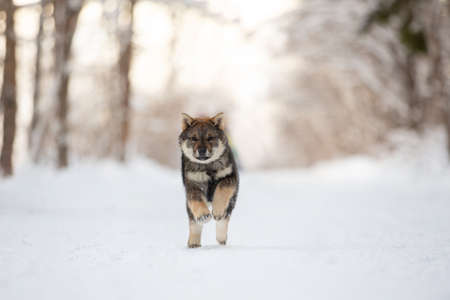 Profile Portrait of happy and cute Shikoku puppy running in the forest at sunset. Shikoku ken puppy in winter. Kochi-ken dog. Headshotの写真素材