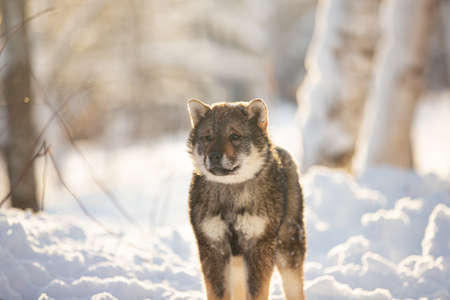 Profile Portrait of cute Shikoku female puppy standing in winter forest at sunset. Shikoku ken puppy. Kochi-ken dog. Headshotの写真素材