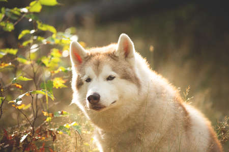Close-up Portrait of beautiful Beige Siberian Husky in fall season on a forest background. Image of husky dog sitting in the withered grass in autumnの写真素材