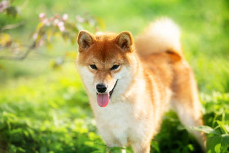 Close-up portrait of cute red shiba inu dog on cherry blossom's and green grass background. Profile of Japanese shiba dog and blooming sakura on sunny day in summer. Hanamiの写真素材