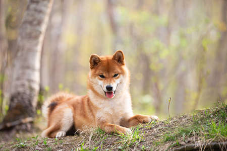 Portraiit of Beautiful and happy shiba inu dog lying on the grass in the forest at golden sunset in spring. Cute Red shiba inu femaleの写真素材