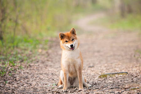 Portrait of Beautiful and happy shiba inu dog sitting on the path in the forest at sunset in spring. Cute Red shiba inu femaleの写真素材