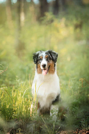 Portrait of young and cute Blue merle Australian shepherd dog in the forest at sunset in summer. Beautiful aussie puppy sitting outdoorsの写真素材