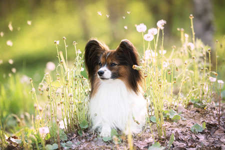 Profile Portrait of beautiful papillon dog lying in the green grass and faded coltsfoot flowers in summer. Cute Continental toy spaniel outdoors at sunsetの写真素材