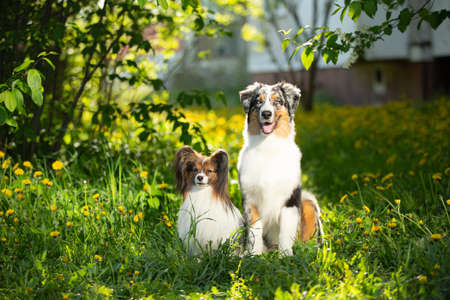 Portrait of young and cute Blue merle Australian shepherd dog and papillon dog in the park in summer. Beautiful aussie puppy and toy continental spaniel sitting outdoorsの写真素材