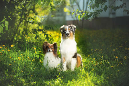 Portrait of young and cute Blue merle Australian shepherd dog and papillon dog in the park in summer. Beautiful aussie puppy and toy continental spaniel sitting outdoorsの写真素材