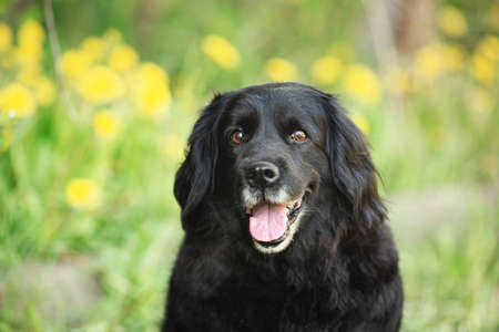 Close-up Portrait of a beautiful, old black spaniel dog sitting in the forest in the green grass and yellow dandelionsの写真素材