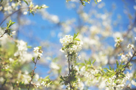 Apple blossom over nature background, beautiful spring flowers. White apple flowers on blue sky backgroundの写真素材