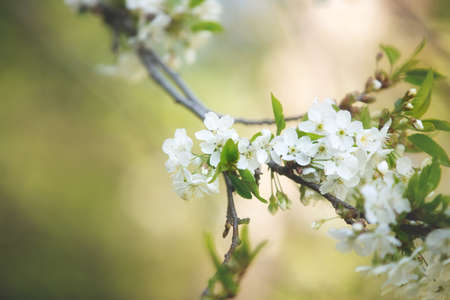 Apple blossom over nature background, beautiful spring flowers. White apple flowers on blue sky backgroundの写真素材