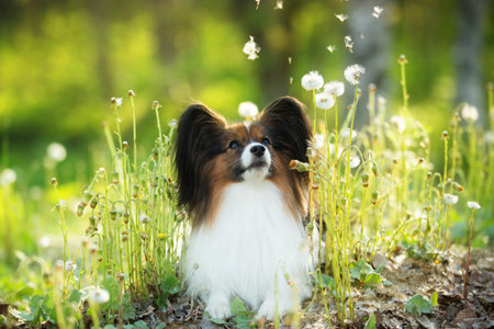 Portrait of beautiful and happy papillon dog lying in the green grass and faded coltsfoot flowers in summer. Cute Continental toy spaniel outdoors at sunsetの写真素材